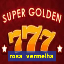 rosa vermelha (letra e cifra)